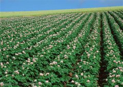 自動小型氣象站對農作物生長的影響